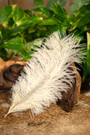 Crème plume, 20-25 cm