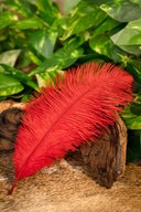 Rote Quelle, 20-25 cm