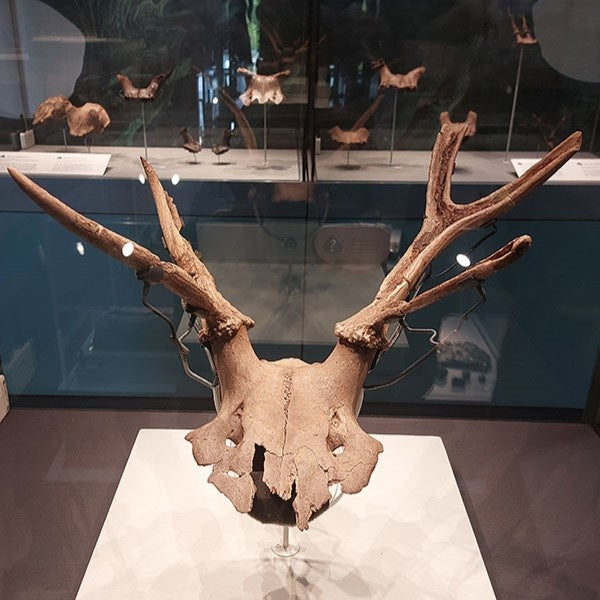 Star Carr: sjamanistisch gewei hoofddeksel uit het mesolithicum