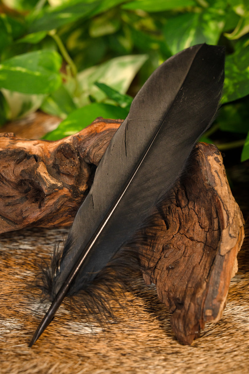 Ganzenveer zwart, 15-21 cm