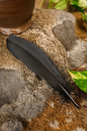 Ganzenveer zwart, 15-21 cm