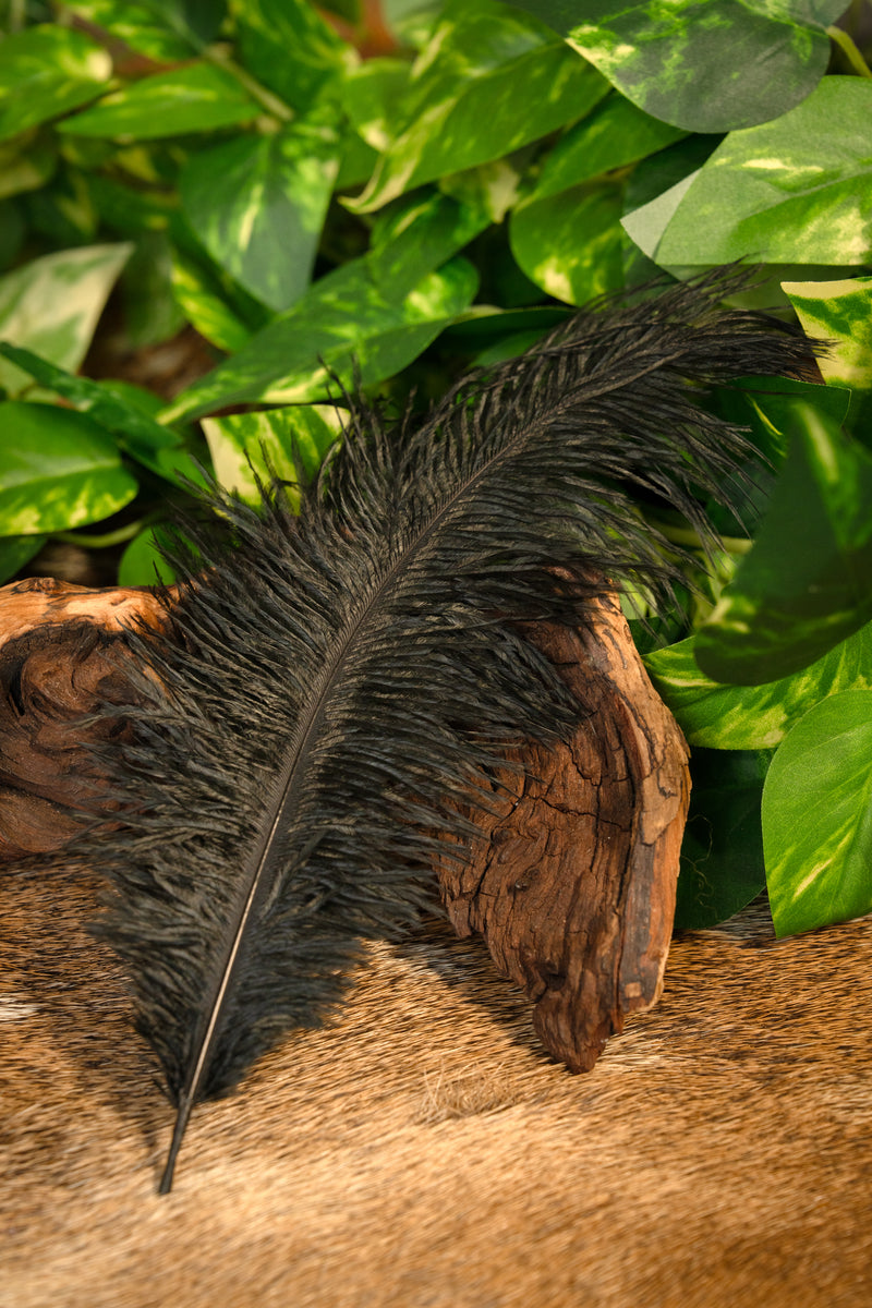 Zwarte veer, 20-25 cm