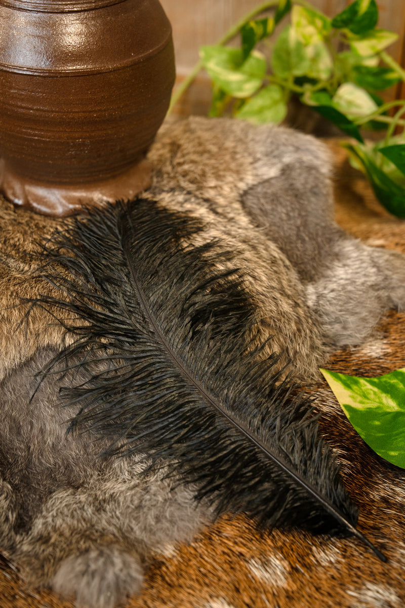 Zwarte veer, 20-25 cm