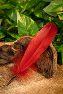 Ganzenveer rood, 15-21 cm