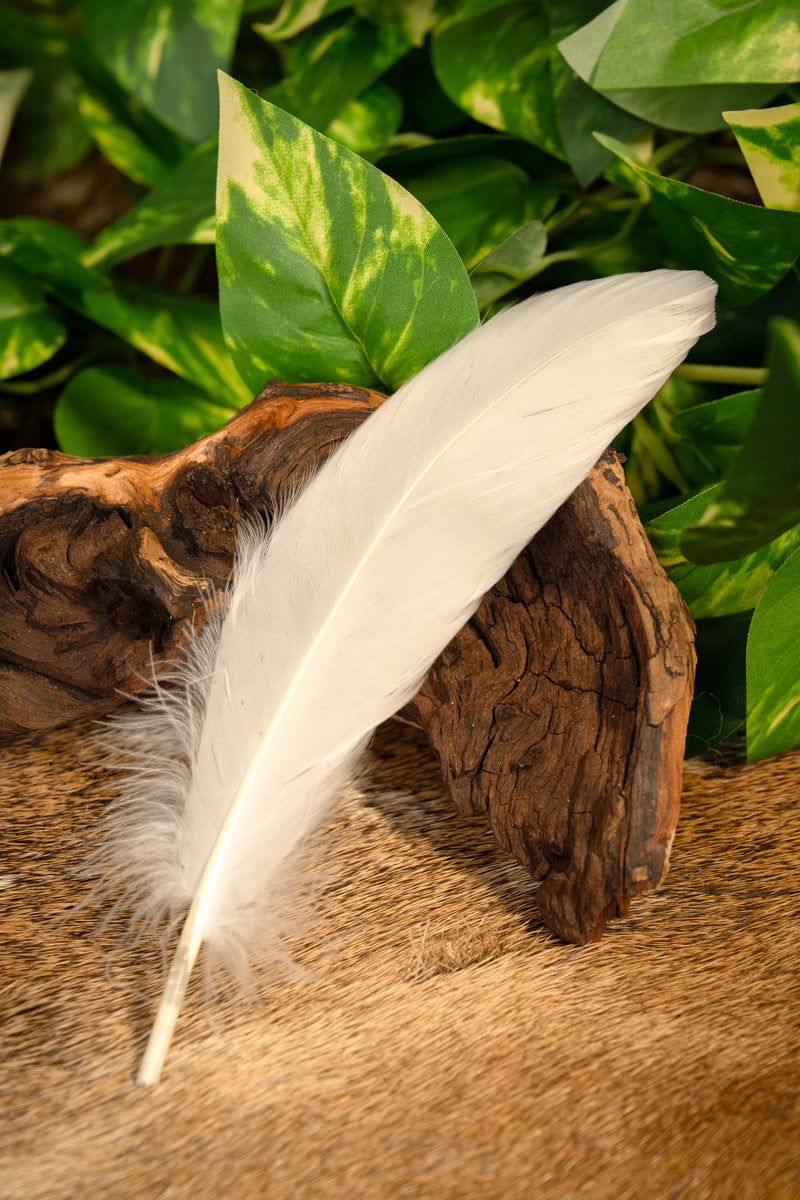 Ganzenveer White, 15-21 cm