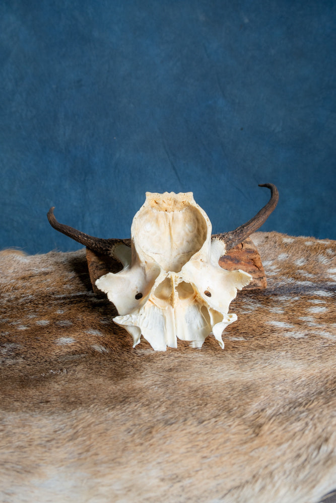 Skalle Kronhjort Cernunnos 