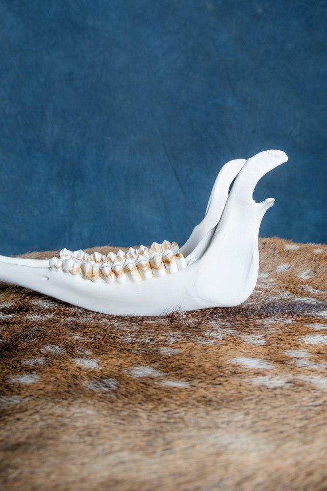 Dolna szczęka czerwona