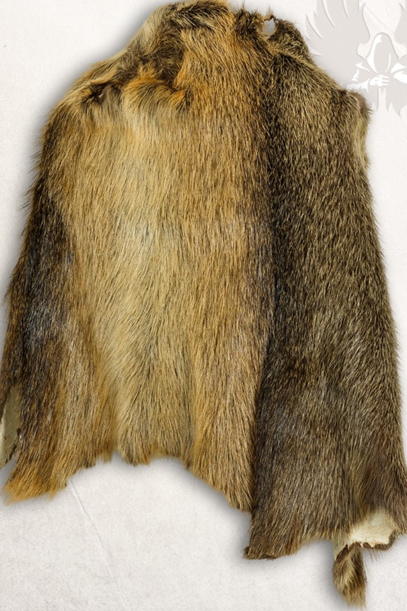 Bontkraag Leif, bruin