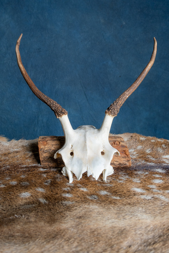 Skalle Kronhjort Cernunnos 