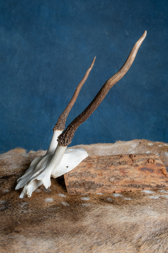 Skalle Kronhjort Cernunnos 