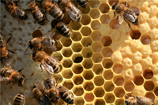 Eintauchte Bienenwachs -Stiefel 30 cm