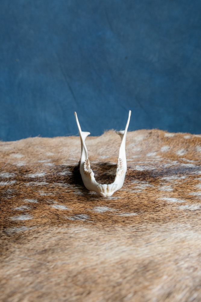 Lower jaw of roe deer