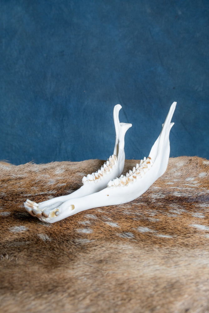 Lower jaw of red deer