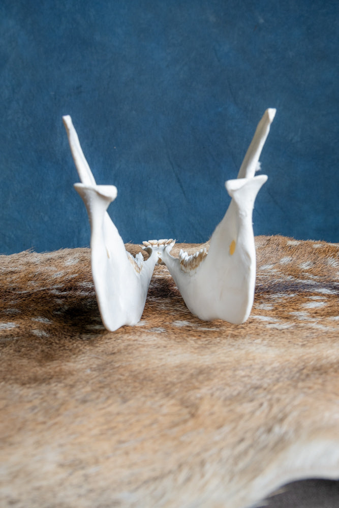 Dolna szczęka czerwona