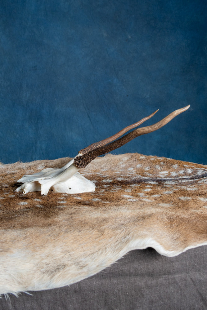 Skalle Kronhjort Cernunnos 